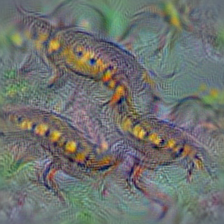 n01629819 European fire salamander, Salamandra salamandra